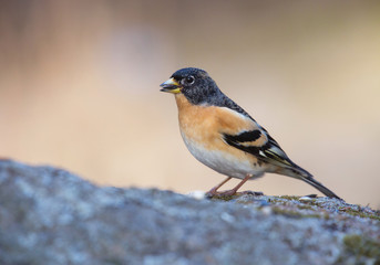 Brambling (Fringilla montifringilla)