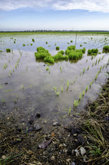 group of green paddy sprout ready to plant.