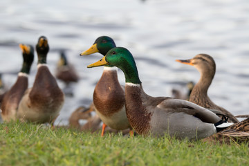 Mallard
