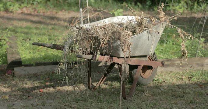 Pan up of a garden wheelbarrow with weeds in it.