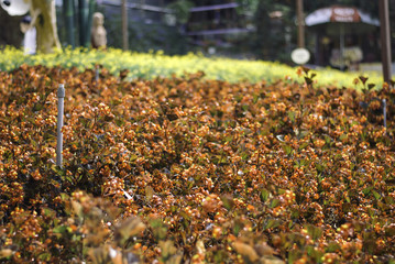 Obraz premium blurred image background of red and yellow plant at nursery with metal water sprinkler