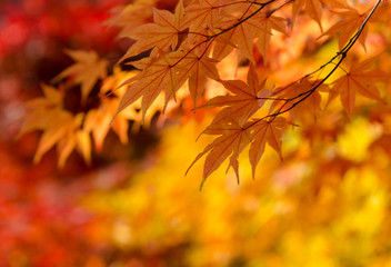 Naklejka na ściany i meble Orange maple leaves in autumn