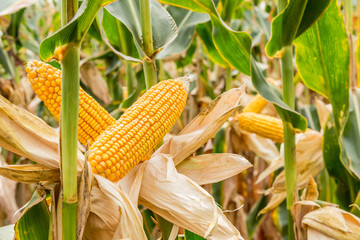 ripe corn in the field of farmland wait for harvest