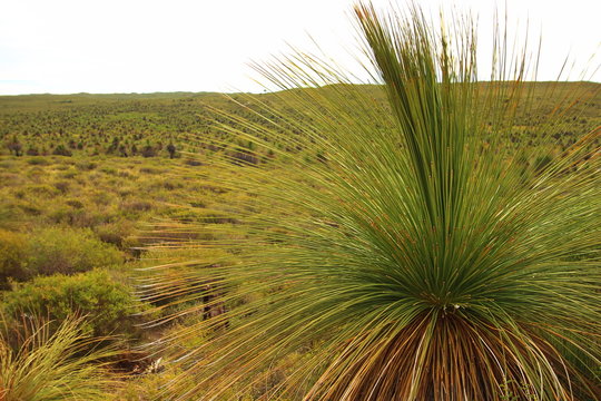 Coastal bushland in Australia