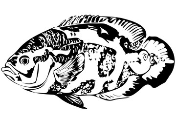  beautiful aquarium fish Astronotus