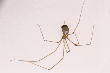 eine Grosse Zitterspinne