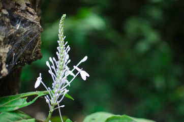 A branch of wild flower with a green background