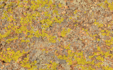 Texture of moss and lichen on the stone, background