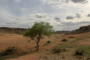 Fototapeta na wymiar Lonely tree in the mountains Baga Gazriin Chuluu