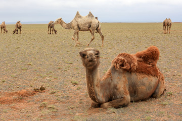 Camels in the Gobi Desert, Mongolia