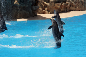 Пара дельфинов, выполняющих трюк стойка на хвосте.
