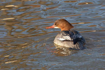 Swimming Goosander female.