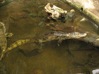 cocodrilo