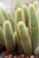 Domestic cactus /Succulent plant (CACTACEAE),selective focus and shallow depth of field.