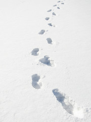 Foot prints in snow.