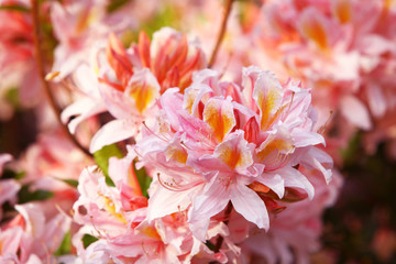 Kwitnący Kwiat © rafaello