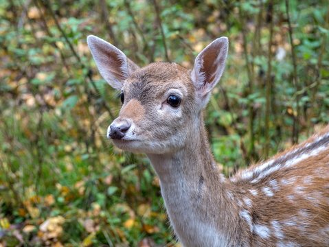 Fototapeta Детеныш лани ждет маму.-A baby deer waiting for mom