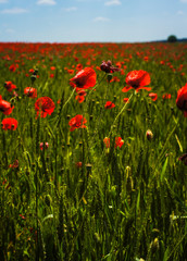 Vivid poppy field