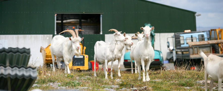 chevre blance