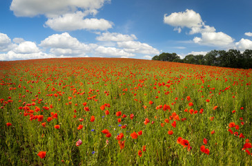 Poppies in the meadow,Wildflowers poppies
