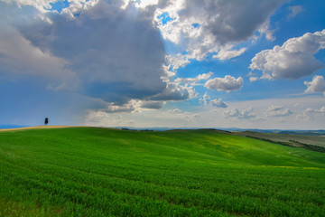 Green field and blue sky with white clouds.