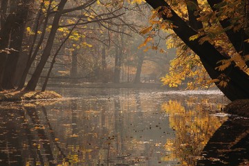 Jesienny świt w Oliwskim parku
