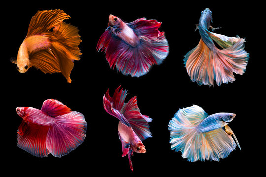 6 capture moving moment siamese fighting fish isolated on black