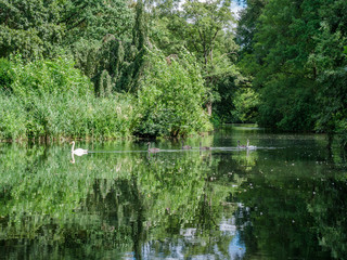 swans on a lake in a park