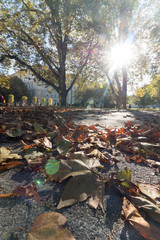 Park im Herbst: Blätter am Boden, Bäume und Sonnenstrahlen, Froschperspektive