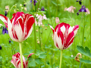 Elegant colorful tulips and Aquilegia decorate a personal plot in any weather