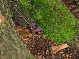 Laccaria amethyst - edible mushroom unusual color rose near mossy stump