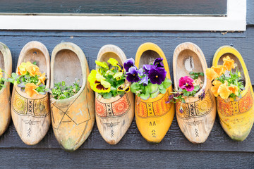 Traditional dutch shoes clogs with fresh flowers close up
