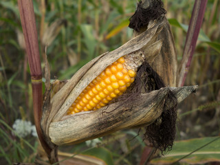 Corn plant