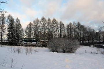 Tree and snow in a winter day