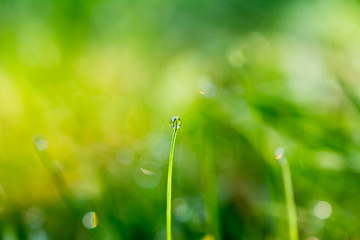 Fototapeta premium water drop