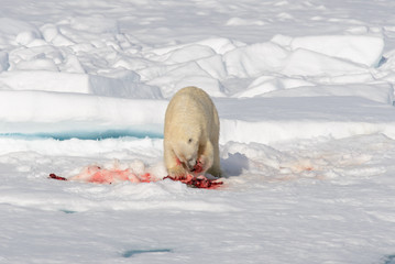 Polar bear on the pack ice north of Spitsbergen © Alexey Seafarer