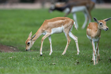 blackbuck (Antilope cervicapra) female