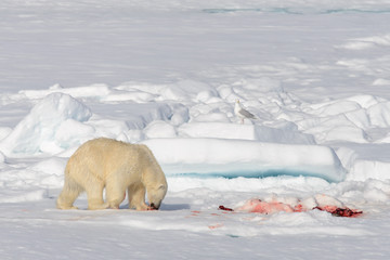 Polar bear on the pack ice north of Spitsbergen © Alexey Seafarer