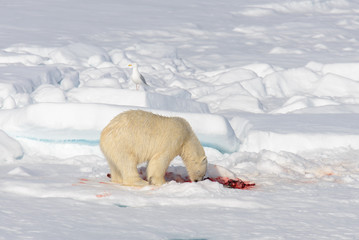 Polar bear on the pack ice north of Spitsbergen © Alexey Seafarer