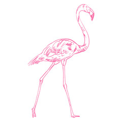 Pink flamingo vector illustration isolated