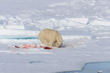 Polar bear on the pack ice north of Spitsbergen © Alexey Seafarer