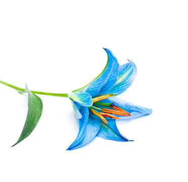 Fototapeta blue  lily flower on white background isolated