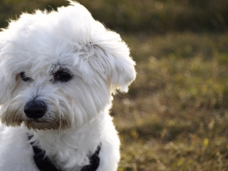 Maltese dog