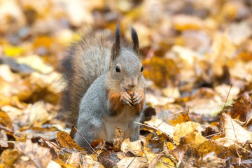 squirrel on a tree