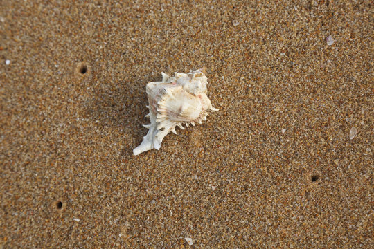 seashell on sand