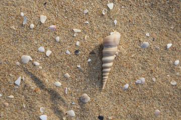 seashell and pearl's shell on sand