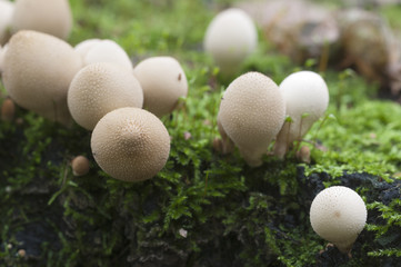 Puffball mushrooms on a stump