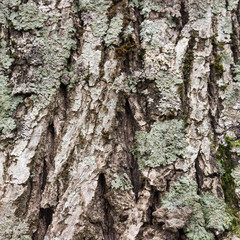Texture or background of tree bark