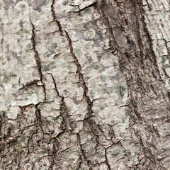 Texture or background of tree bark