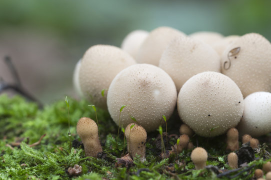 Puffball mushrooms on a stump